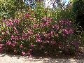 Centennial Crape Myrtle / Lagerstroemia indica 